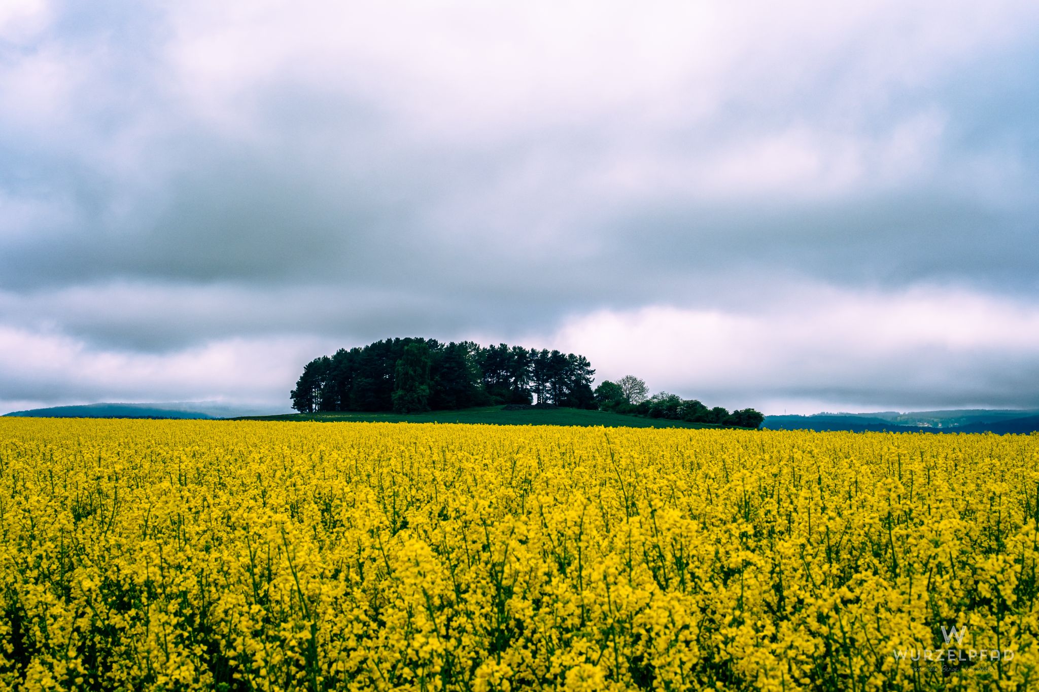 Bühel überm blühenden Raps